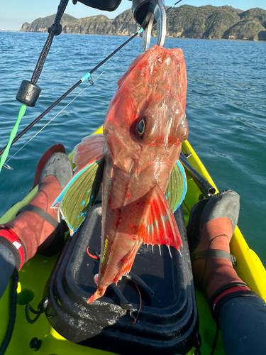 ホウボウの釣果