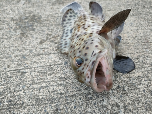 ヒレグロハタの釣果