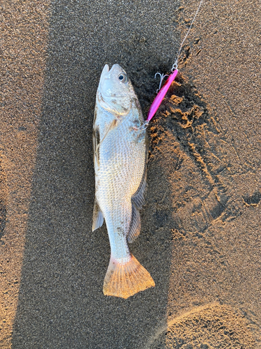 イシモチの釣果