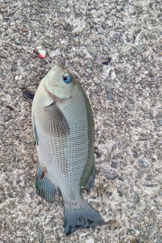 メジナの釣果