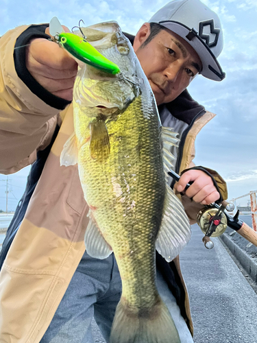 ブラックバスの釣果