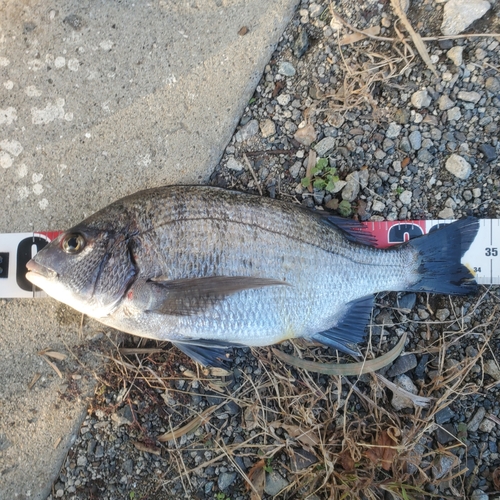 メイタの釣果