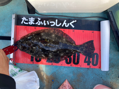 ヒラメの釣果