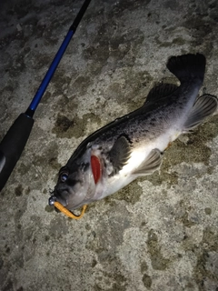 クロソイの釣果