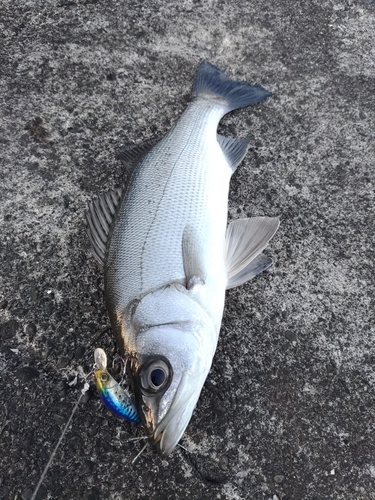 ヒラスズキの釣果