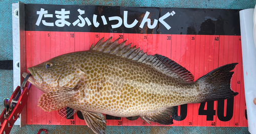 オオモンハタの釣果