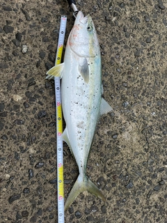 ヤズの釣果