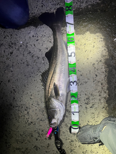 シーバスの釣果