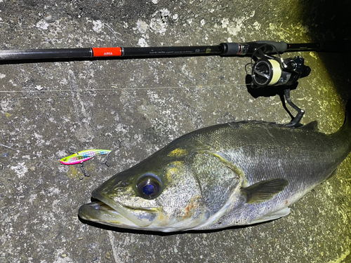 シーバスの釣果