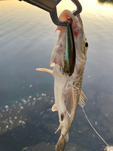 ニゴイの釣果