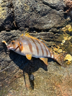 タカノハダイの釣果