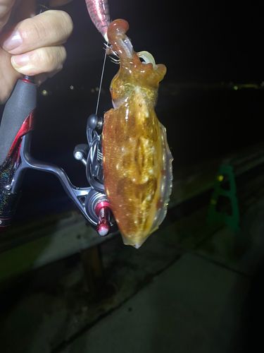 コウイカの釣果