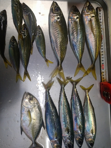 アジの釣果