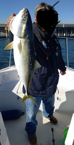 イナダの釣果