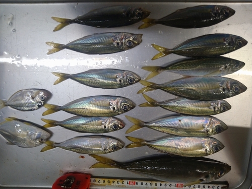 アジの釣果