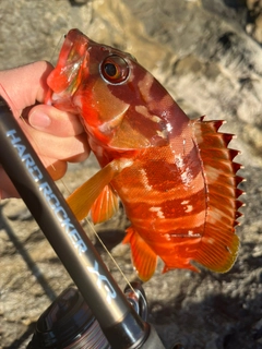 アカハタの釣果