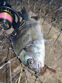 キビレの釣果