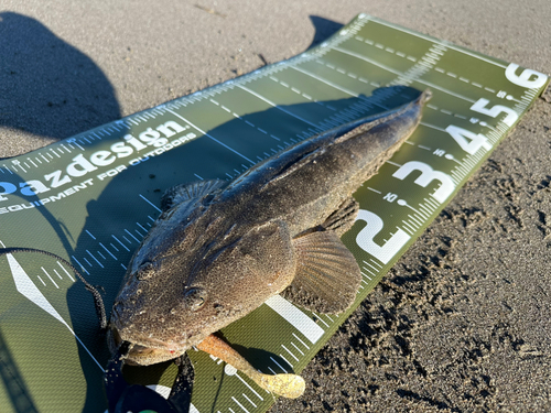 マゴチの釣果