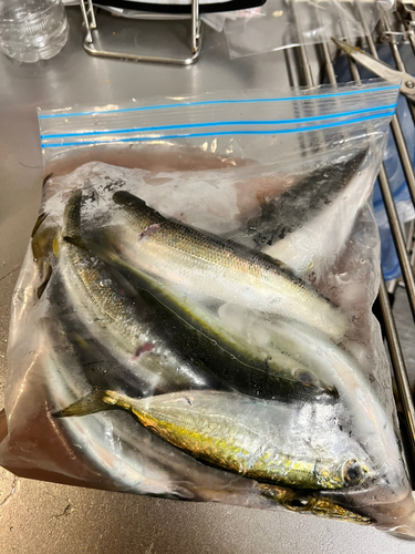 カマスの釣果