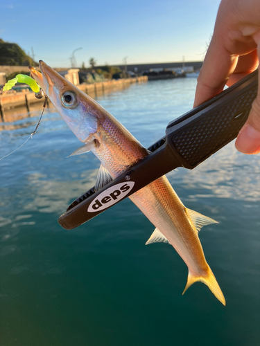 カマスの釣果