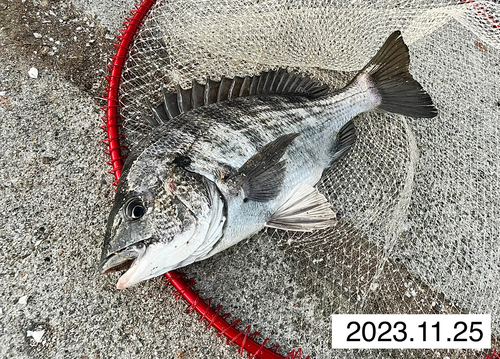 クロダイの釣果