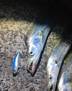 タチウオの釣果