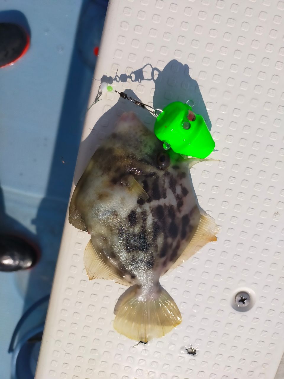 KYARON3さんの釣果 2枚目の画像