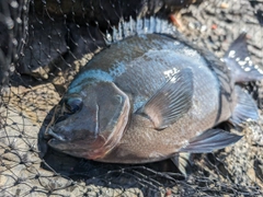クロの釣果