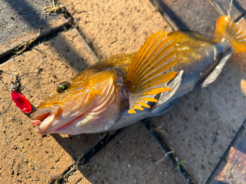 アイナメの釣果