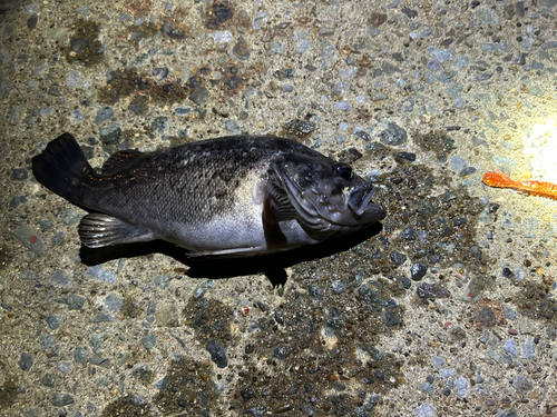 ソイの釣果