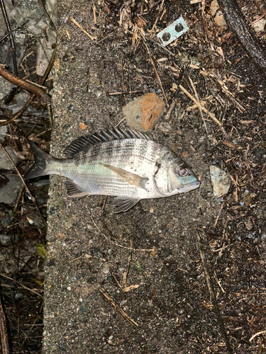 クロダイの釣果