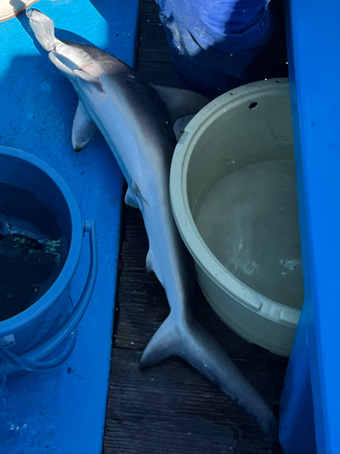 ハンマーヘッドシャークの釣果