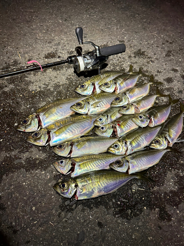 アジの釣果