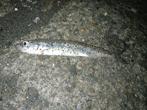 チカの釣果