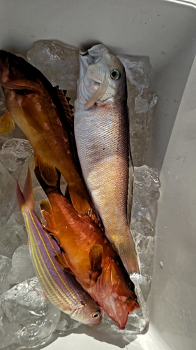 シロアマダイの釣果