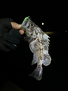 ソイの釣果