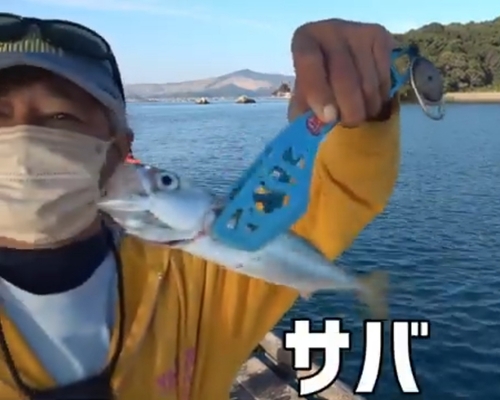 サバの釣果