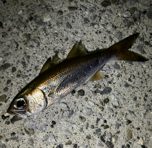 ムツの釣果