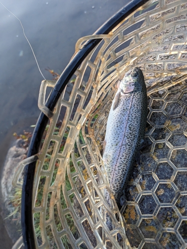 ニジマスの釣果