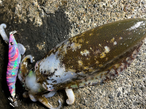 アオリイカの釣果