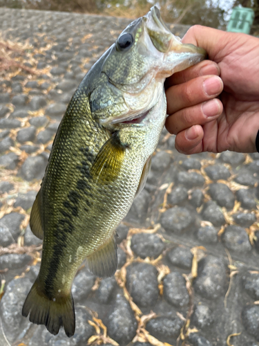 ラージマウスバスの釣果