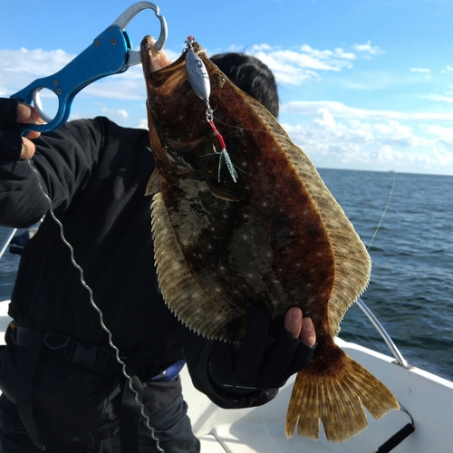 ヒラメの釣果