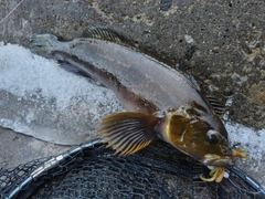 アイナメの釣果