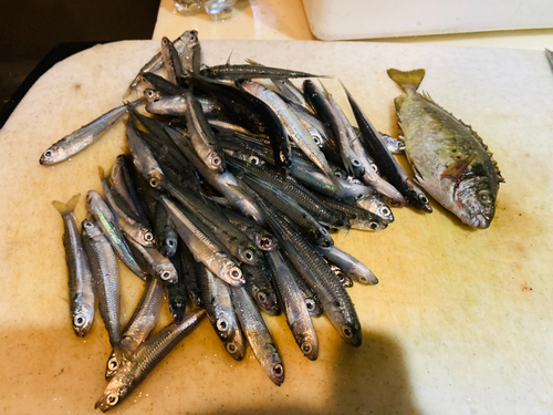 トウゴロウイワシの釣果