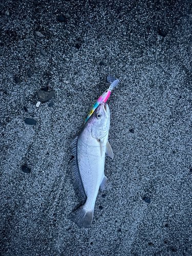 ニベの釣果