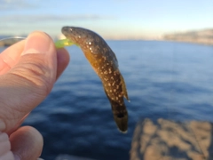 チチブの釣果