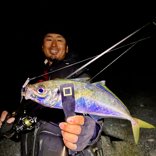 マアジの釣果