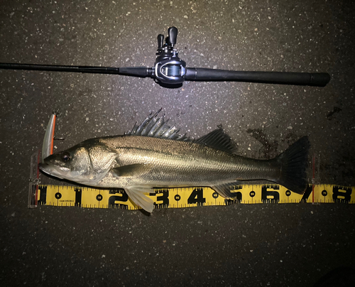 シーバスの釣果