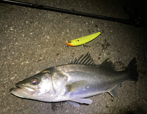 シーバスの釣果