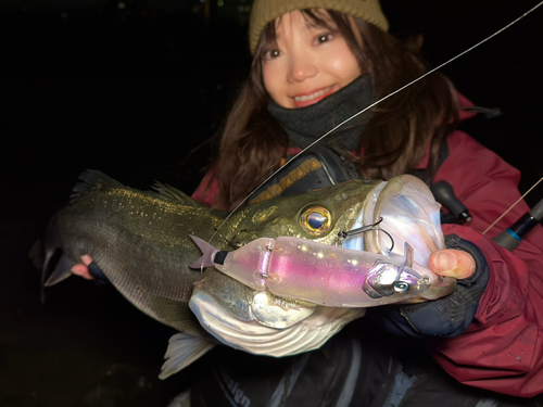 シーバスの釣果